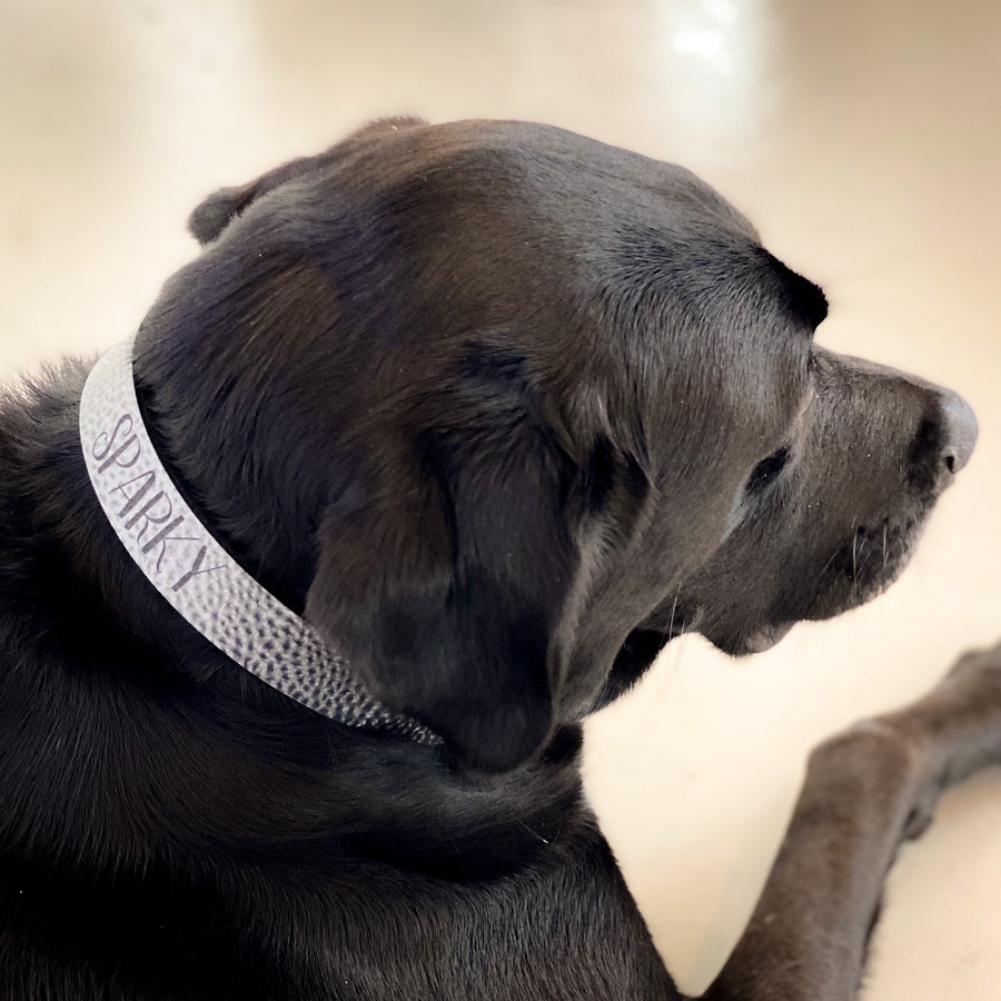 Steel Dog Collar