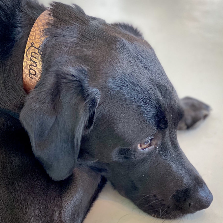 Copper Dog Collar